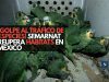 ¡Golpe al tráfico de especies! Semarnat recupera hábitats en México