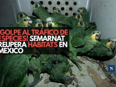 ¡Golpe al tráfico de especies! Semarnat recupera hábitats en México