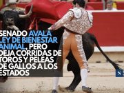 Senado avala Ley de Bienestar Animal, pero deja corridas de toros y peleas de gallos a los estados