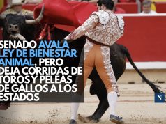 Senado avala Ley de Bienestar Animal, pero deja corridas de toros y peleas de gallos a los estados