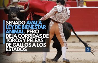 Senado avala Ley de Bienestar Animal, pero deja corridas de toros y peleas de gallos a los estados