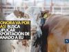 ¡Sonora refuerza el blindaje ganadero! Busca duplicar exportaciones a EU