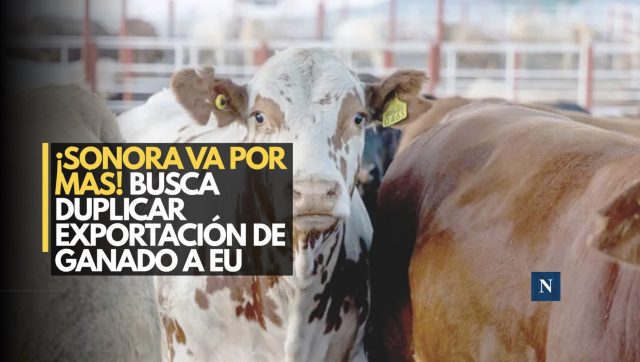¡Sonora refuerza el blindaje ganadero! Busca duplicar exportaciones a EU