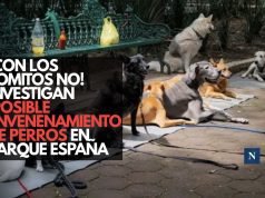 ¡Con los lomitos no! Investigan posible envenenamiento de perros en Parque España