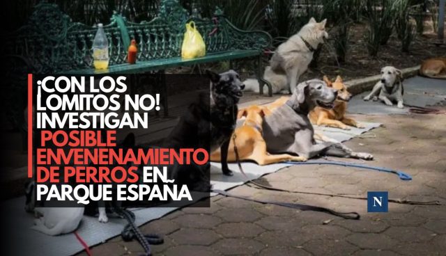 ¡Con los lomitos no! Investigan posible envenenamiento de perros en Parque España